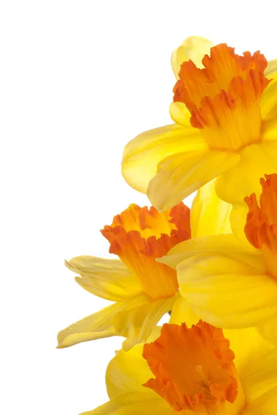 Daffodil — Stock Photo, Image