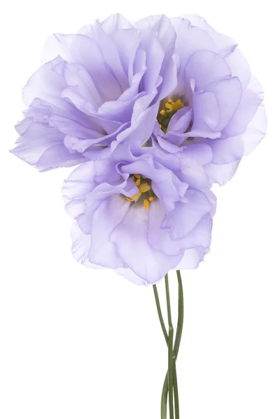 Eustoma — Stockfoto