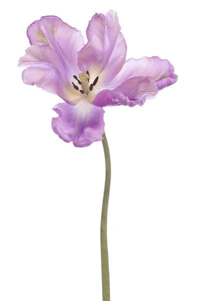 Tulip — Stock Photo, Image