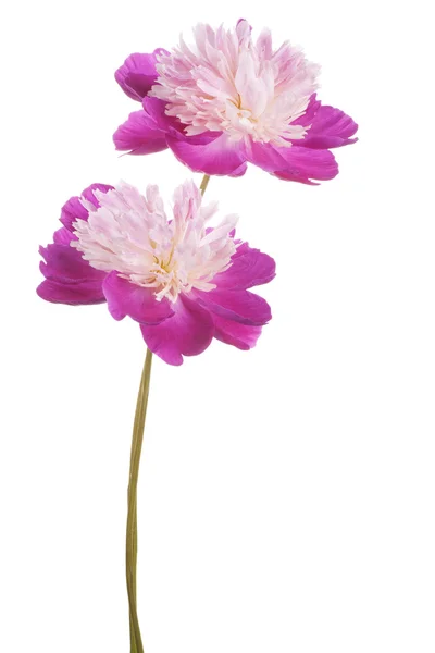 Peonia — Foto Stock