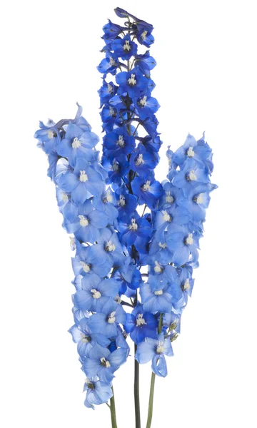 Delphinium — стокове фото