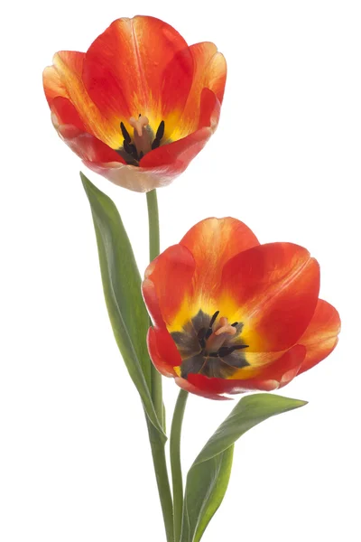 Tulip — Stock Photo, Image