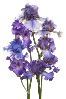 Iris