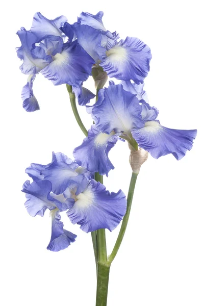 Iris — Stock Photo, Image