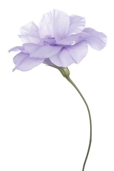 Eustoma —  Fotos de Stock