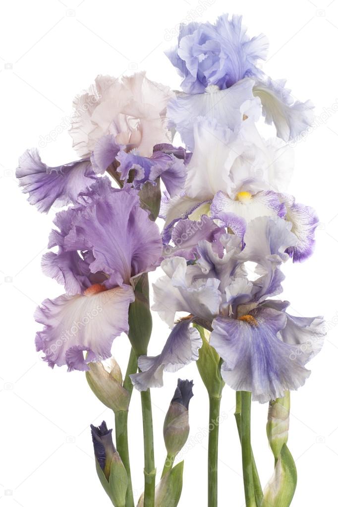 iris