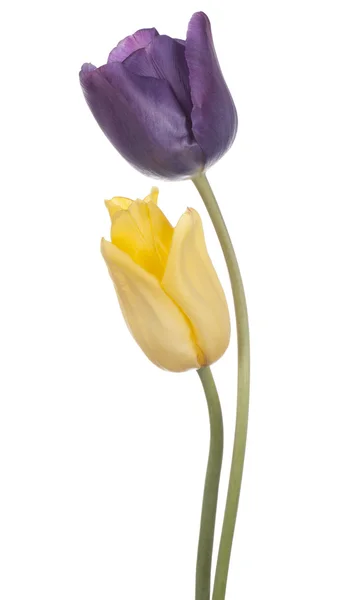 Tulipan – stockfoto