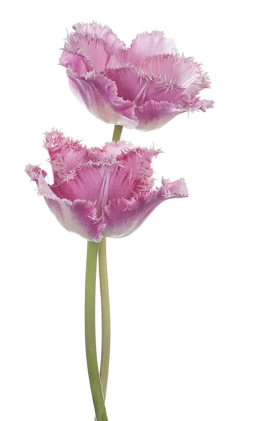 Tulip — Stock Photo, Image