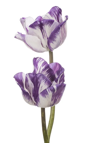 Tulp — Stockfoto