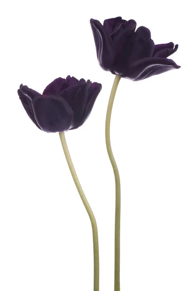 Tulip — Stock Photo, Image