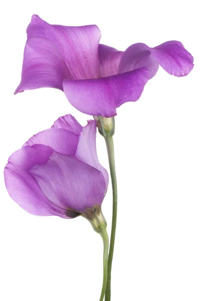 Eustoma — Zdjęcie stockowe