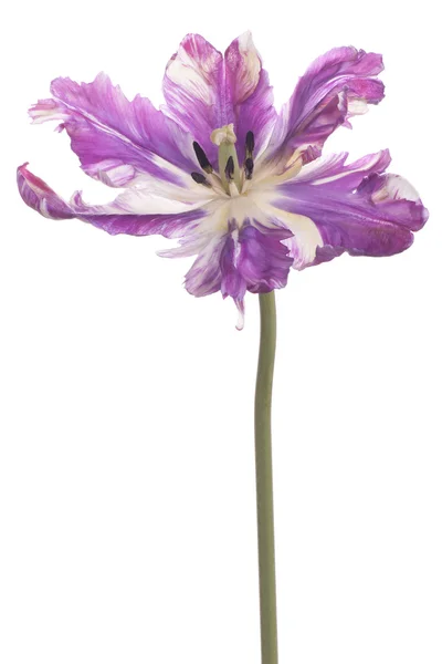 Tulipano — Foto Stock