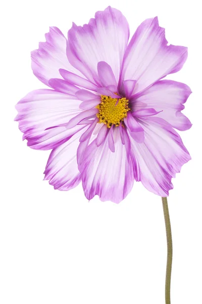 Flor cosmos — Fotografia de Stock