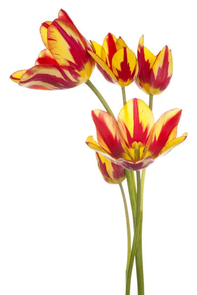 Tulpe — Stockfoto