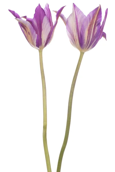 Tulip — Stock Photo, Image