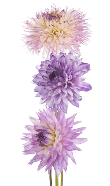 Dahlia. — Foto Stock