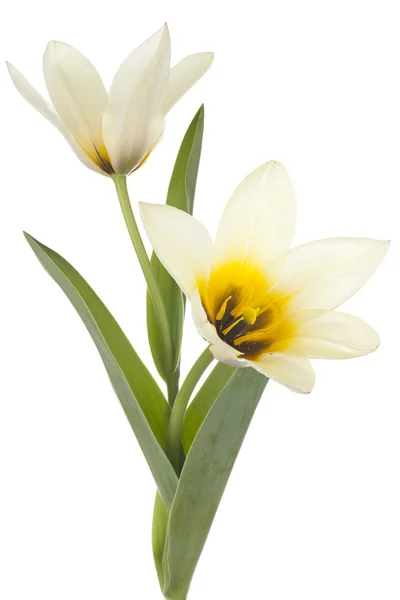 Tulpe — Stockfoto