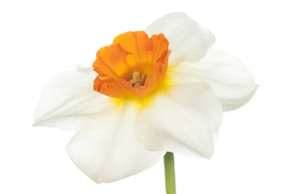 Daffodil — Zdjęcie stockowe