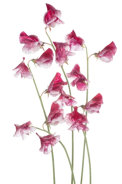 Sweet pea — Stock Photo, Image