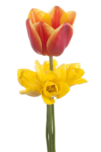 Tulp — Stockfoto