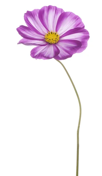 Flor cosmos — Fotografia de Stock