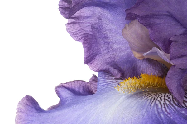 Iris. — Foto Stock