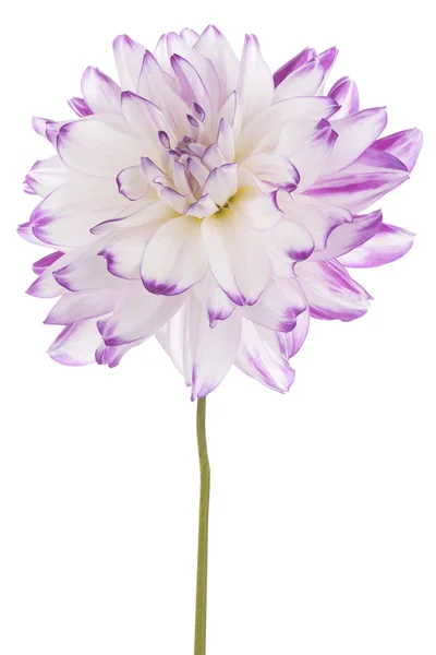 Dahlia — Stockfoto