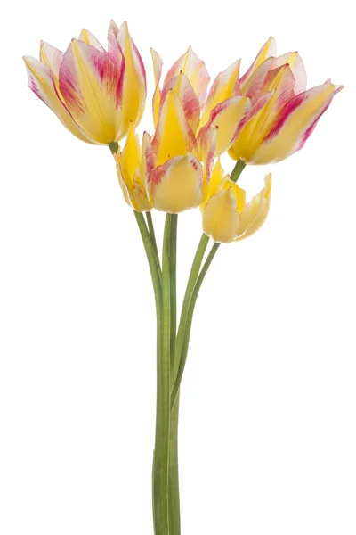 Tulpe — Stockfoto