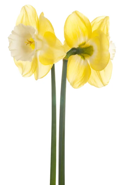 Daffodil — Zdjęcie stockowe