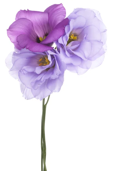 Eustoma —  Fotos de Stock