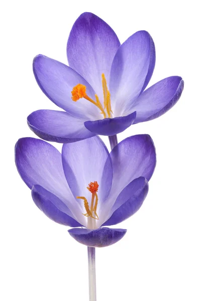 Crocus — Stock Photo, Image