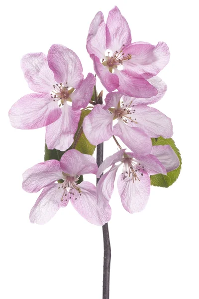 Flor de manzana — Foto de Stock