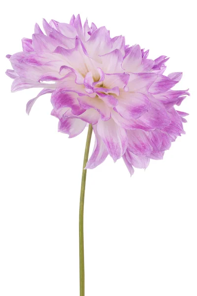 Dahlia — Stockfoto