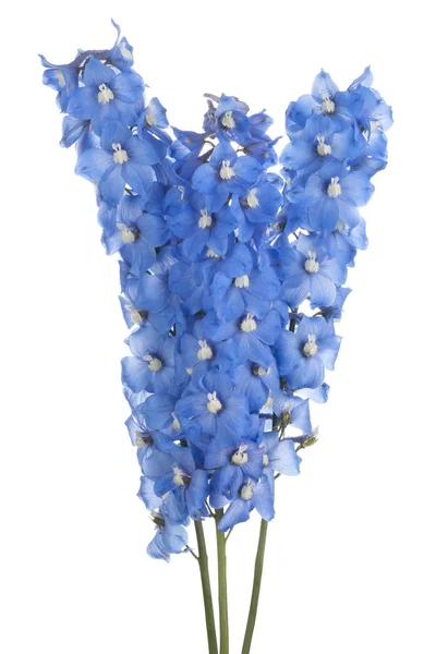 Delphinium — Stock fotografie