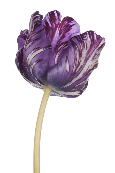 Tulip — Stock Photo, Image