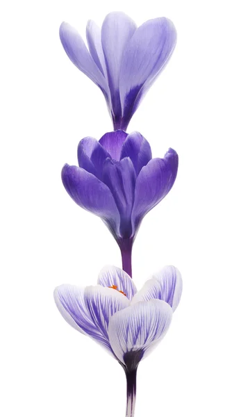 Crocus — Stock Fotó