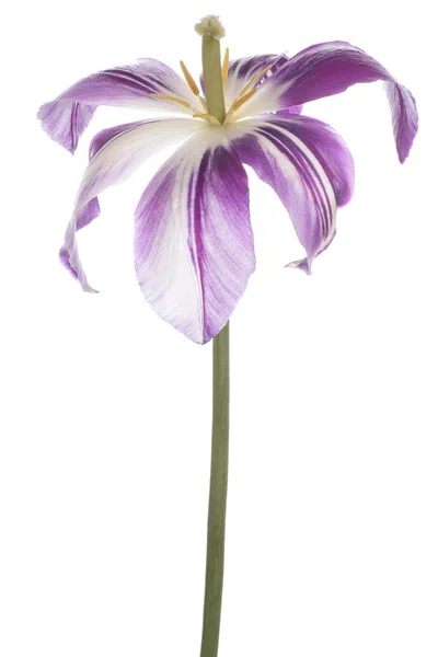 Tulip — Stock Photo, Image