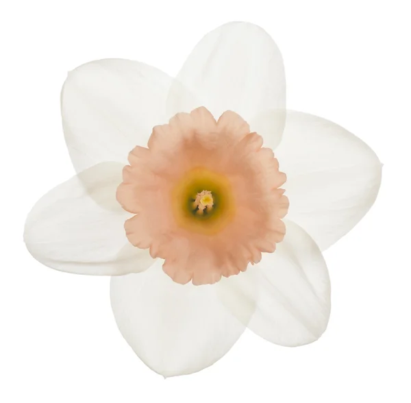 Daffodil — Stock Photo, Image