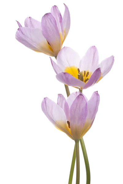 Tulipa — Fotografia de Stock