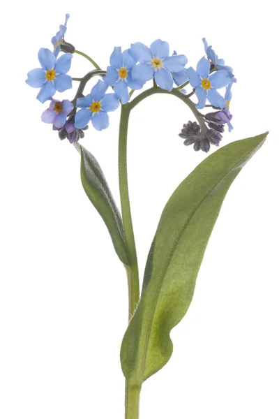 Forget me not — Stock Photo, Image