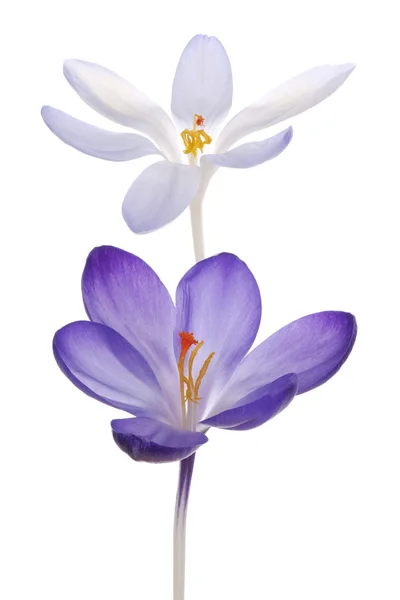 Crocus — Stock Photo, Image