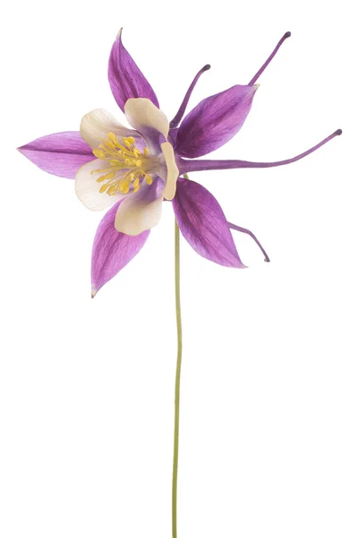 Columbine — Stockfoto