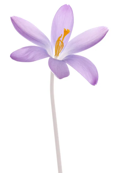 Crocus — Stockfoto