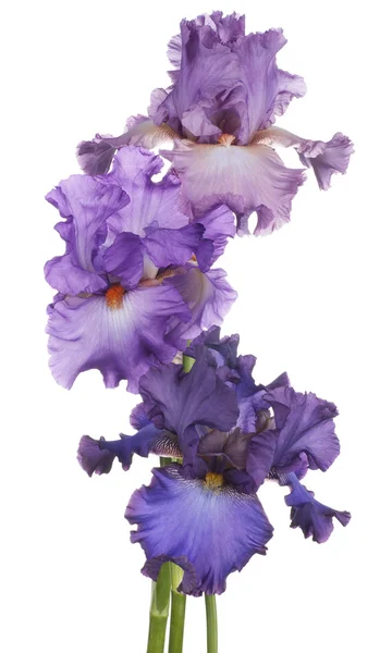 Iris — Stock Fotó