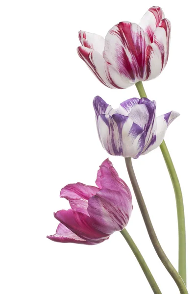 Tulpe — Stockfoto