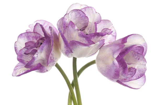 Tulip — Stock Photo, Image