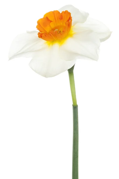 Daffodil — Stock Photo, Image