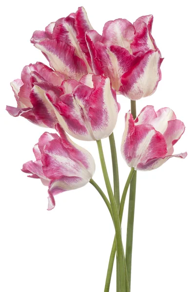 Tulp — Stockfoto