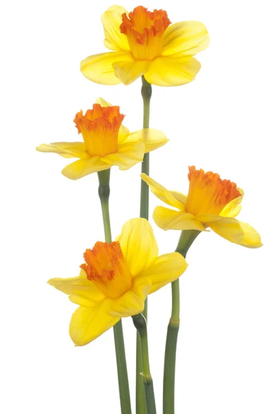 Daffodil — Zdjęcie stockowe