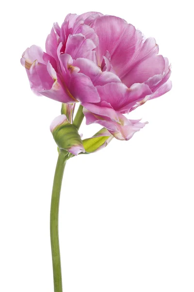 Tulipano — Foto Stock